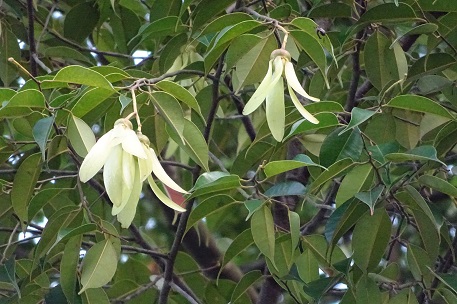 Представитель Семейства Dipterocarpaceae